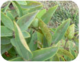 Initial stages of sunscald on leaves.