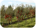 Plantation d’argousier