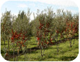 Sea buckthorn orchard