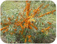 Sea buckthorn berries ready for harvest