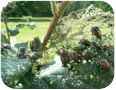 Japanese beetles infesting young hazelnut tree