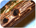 Close up of fungal stromata of eastern filbert blight