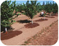 Trickle irrigation in a young hazelnut orchard