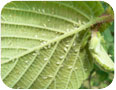 Filbert aphids on underside of a hazelnut leaf