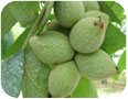 Fruits du noyer et orifices creusés par les larves de charançon du noyer aux extrémités (source : S. Westerveld, Université de Guelph).