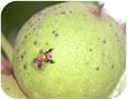 Adult husk maggots emerge in late July to mid-September to lay eggs on heartnut.