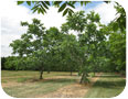 Grafted heartnut trees (Source: S. Westerveld, University of Guelph)