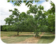 Noyers du Japon greffés (source : S. Westerveld, Université de Guelph).
