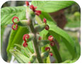 Fleurs de noyer du Japon femelles (source : S. Westerveld, Université de Guelph).
