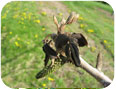 Spring frost damage to heartnut (Source: S. Westerveld, University of Guelph)