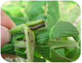 A leaf roller caterpillar inside a young heartnut shoot (Source: S. Westerveld, University of Guelph)