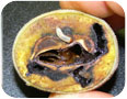 Maturing larvae of butternut curculio and associated damage to nut