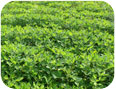 Peanut plants in the field.