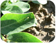 A potato leafhopper on peanut