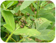 Butternut curculio adult.