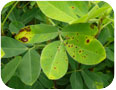 Unknown leaf spot on peanut