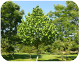 Tree Fruit