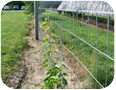 Fruits de vignes