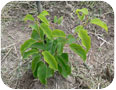 Vegetative growth of recently established northern kiwi vine