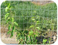 Northern kiwi  vine growth on trellis in establishment year