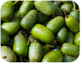 Northern kiwi fruit (Photo credit: Eye-blink, www.shutterstock.com)