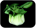 Bok choy (photo credit: Karin Hildebrand Lau, www.shutterstock.com)