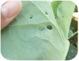 Diamond back moth on specialty brassica