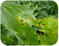 Alternaria on specialty brassica