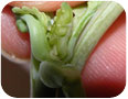 Swede midge larvae on brassica plant