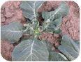 Swede midge damage to broccoli