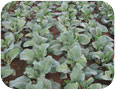 Chinese Broccoli