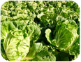 Field production of Chinese cabbage Shutterstock 40989709 (Photo credit: LIN, CHUN-TSO, www.shutterstock.com) 