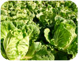 Napa Cabbage