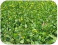 Field production of flowering edible rape (Photo credit: Sean Westerveld and Cathy Bakker, University of Guelph)