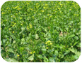 Flowering Edible Rape/Chinese Flowering Cabbage