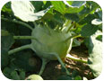 Kohlrabi