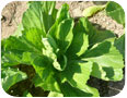 Leaf and heading mustard, variety Da Ping Pu