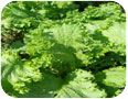 Leaf and heading mustard, variety Southern Giant