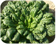 Mature, rosette-shape of Tah-Tsai plant