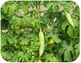 Margose: plant