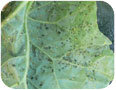 Melon aphid, Aphis gossypii