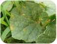 Downy mildew on cucurbit