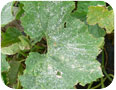 Powdery  mildew on cucurbit