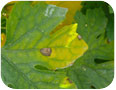 Alternaria on cucurbit