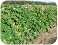 Courge bouteille se développant sur un treillage 