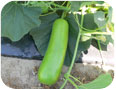 Courge bouteille: fruit