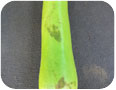 Courge bouteille : meurtrissures