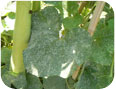 Powdery mildew on cucurbit