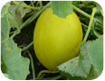 Melon de spécialité