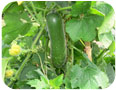 Melon velu : plant
